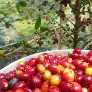 Granos de café Proyecto Honduras
