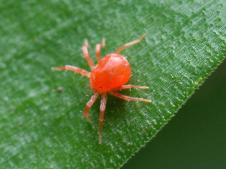 Imagen en macro donde podemos a preciar un ejemplar de araña roja sobre una hoja. Una de las plagas más temidas de las plantas de café
