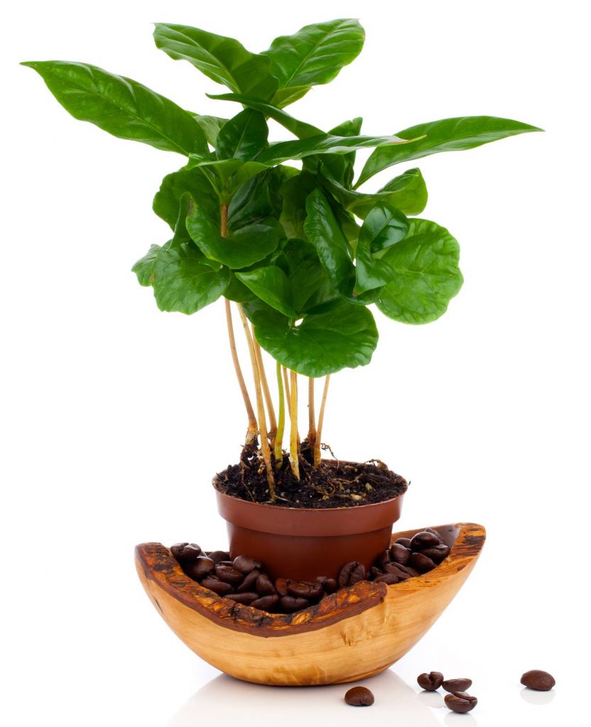 Planta de café ya crecida adornada con un sobre macetero lleno de granos de café como decoración.