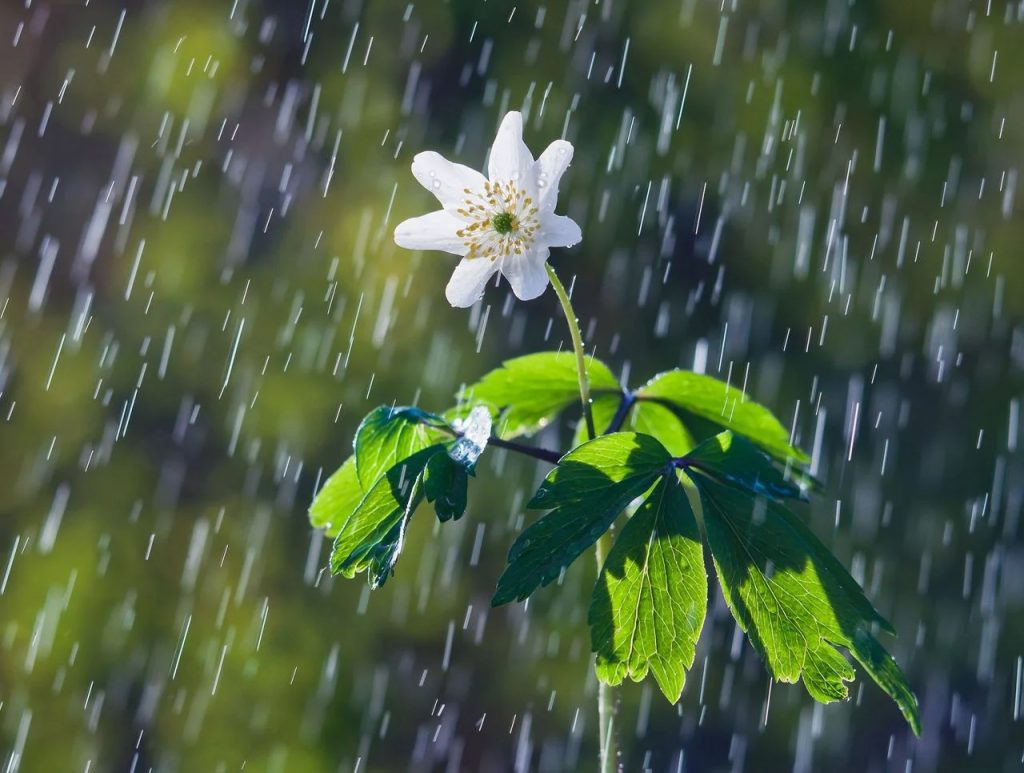 imagen de una flor con un mato de lluvia cayéndole por encima en un día lluvioso de Primavera en nuestra comunidad.